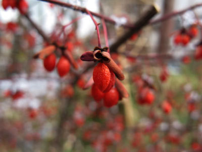 f:id:elmikamino:20071209121551j:image