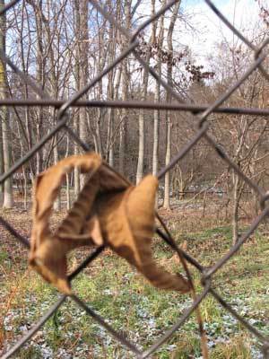 f:id:elmikamino:20071210123020j:image