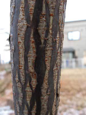 f:id:elmikamino:20071210123142j:image