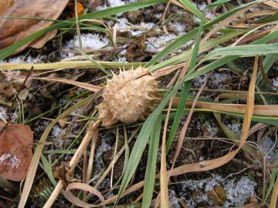 f:id:elmikamino:20071210123204j:image