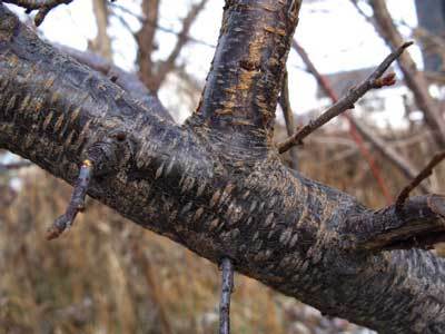 f:id:elmikamino:20071210123224j:image