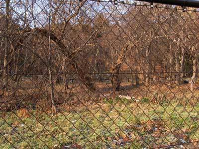 f:id:elmikamino:20071212125634j:image