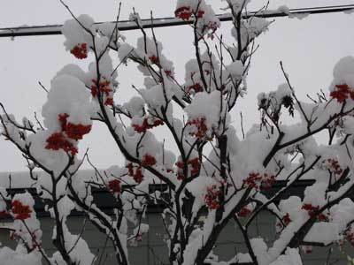 f:id:elmikamino:20071214194320j:image