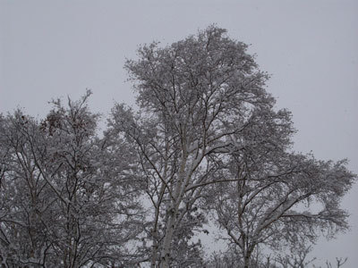 f:id:elmikamino:20071214194343j:image