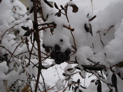 f:id:elmikamino:20071214194450j:image