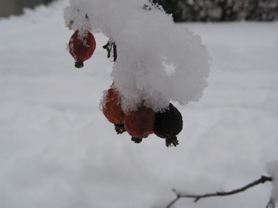 f:id:elmikamino:20071214194644j:image