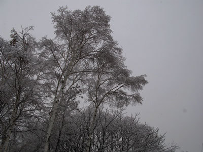 f:id:elmikamino:20071215101951j:image