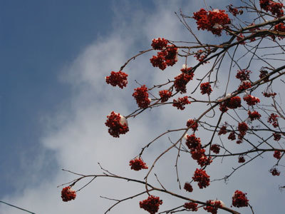 f:id:elmikamino:20071218111424j:image f:id:elmikamino:20071218111424j:image