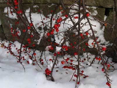 f:id:elmikamino:20071218111446j:image f:id:elmikamino:20071218111446j:image