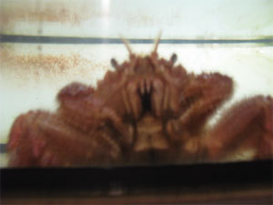 f:id:elmikamino:20071228115229j:image