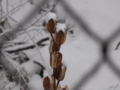 f:id:elmikamino:20071229102954j:image f:id:elmikamino:20071229102954j:image