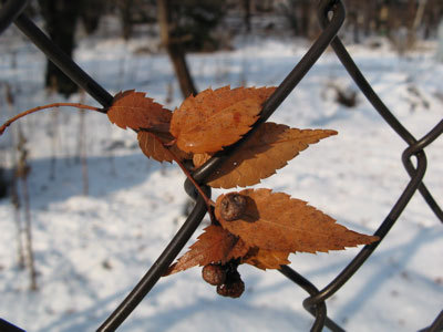 f:id:elmikamino:20071230121213j:image
