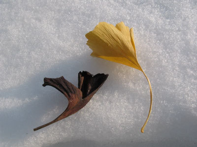 f:id:elmikamino:20071230121251j:image