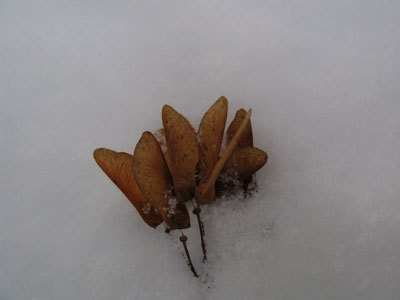 f:id:elmikamino:20080104123624j:image
