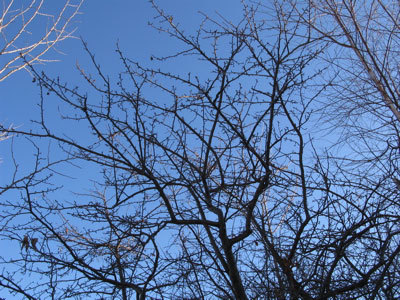 f:id:elmikamino:20080105122103j:image
