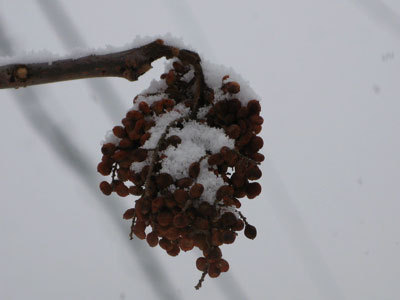 f:id:elmikamino:20080110100002j:image