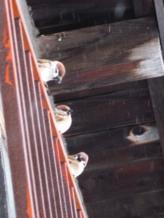 f:id:elmikamino:20080115132534j:image
