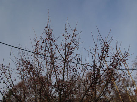 f:id:elmikamino:20080115132641j:image
