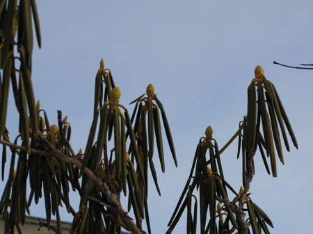 f:id:elmikamino:20080115132702j:image