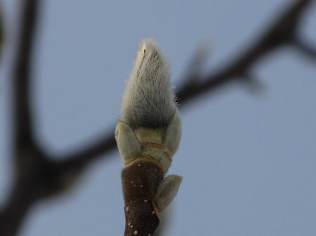 f:id:elmikamino:20080115132722j:image