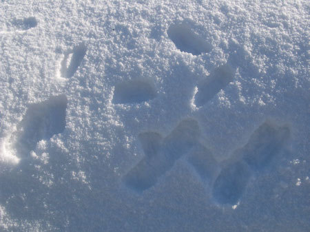 f:id:elmikamino:20080116215119j:image
