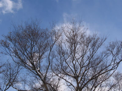 f:id:elmikamino:20080128102616j:image