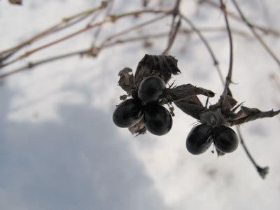 f:id:elmikamino:20080128102723j:image