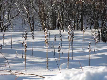 f:id:elmikamino:20080131144717j:image f:id:elmikamino:20080131144717j:image