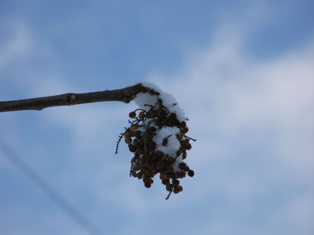 f:id:elmikamino:20080131144739j:image f:id:elmikamino:20080131144739j:image