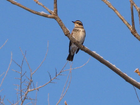 f:id:elmikamino:20080203141005j:image f:id:elmikamino:20080203141005j:image