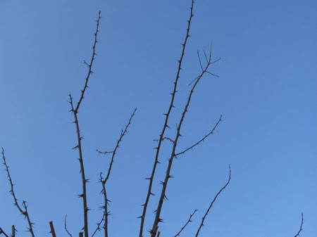 f:id:elmikamino:20080203141149j:image f:id:elmikamino:20080203141149j:image