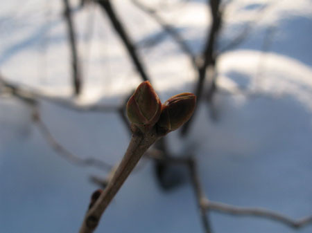 f:id:elmikamino:20080203141528j:image f:id:elmikamino:20080203141528j:image