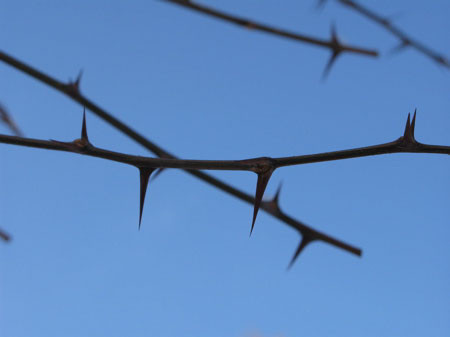 f:id:elmikamino:20080203141535j:image f:id:elmikamino:20080203141535j:image