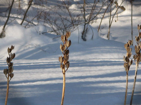 f:id:elmikamino:20080205111909j:image