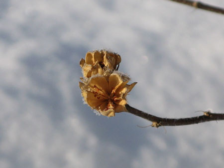 f:id:elmikamino:20080205112112j:image