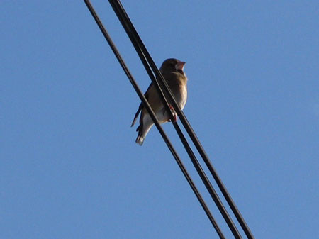 f:id:elmikamino:20080206114510j:image