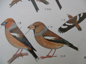 f:id:elmikamino:20080206114621j:image