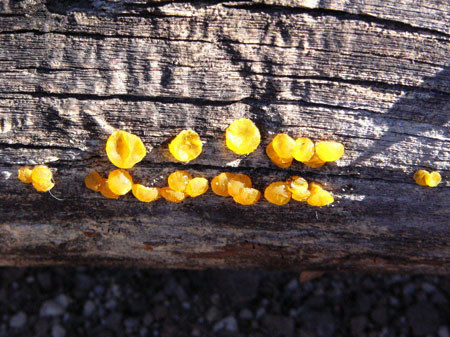 f:id:elmikamino:20080213105319j:image
