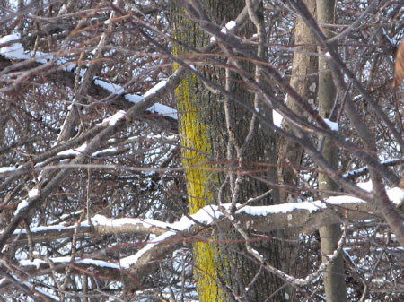 f:id:elmikamino:20080213105320j:image