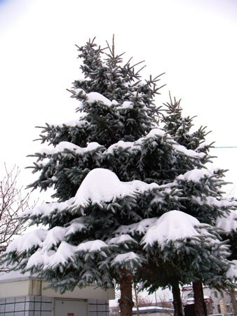 f:id:elmikamino:20080217115420j:image f:id:elmikamino:20080217115420j:image
