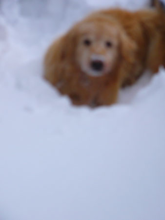 f:id:elmikamino:20080224115343j:image