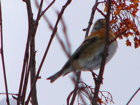 f:id:elmikamino:20080227203818j:image f:id:elmikamino:20080227203818j:image
