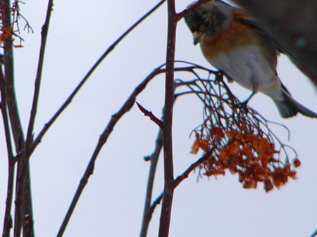 f:id:elmikamino:20080227203819j:image f:id:elmikamino:20080227203819j:image