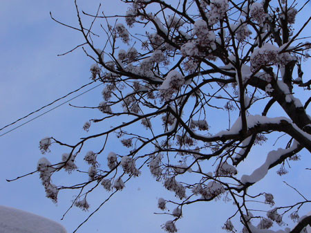 f:id:elmikamino:20080228210550j:image