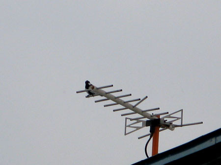f:id:elmikamino:20080301235606j:image
