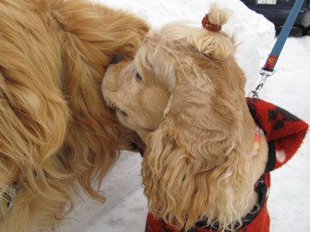 f:id:elmikamino:20080301235622j:image