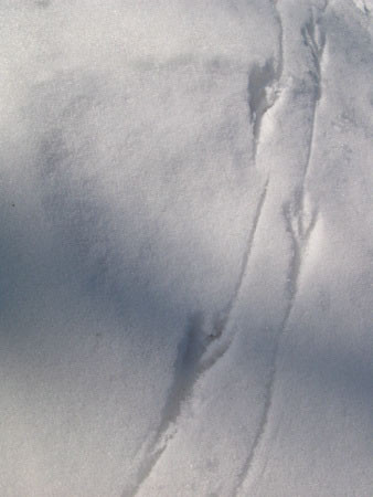 f:id:elmikamino:20080308104934j:image