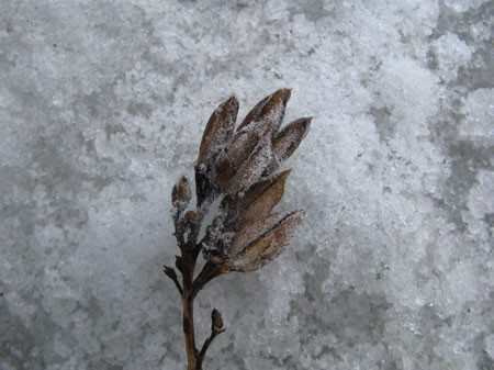 f:id:elmikamino:20080308104940j:image