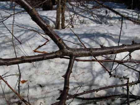 f:id:elmikamino:20080322231303j:image f:id:elmikamino:20080322231303j:image