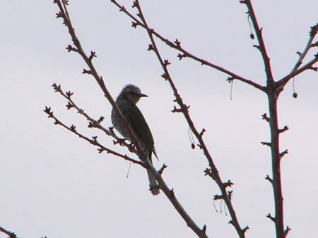 f:id:elmikamino:20080324091627j:image